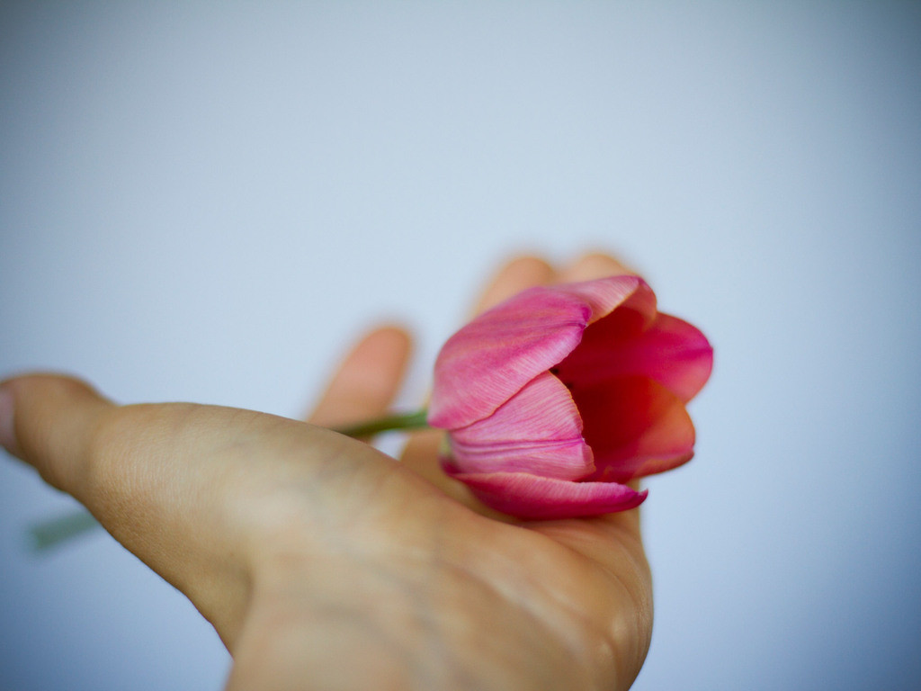 rózowy tulipan na dłoni DoM Dobre Miejsce